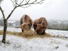 Ferme d&rsquo;Aubrac de Saint-Thurien