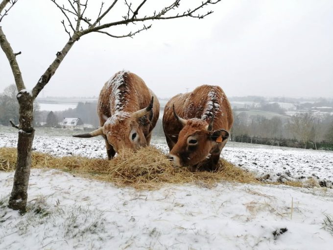 Ferme d&rsquo;Aubrac de Saint-Thurien