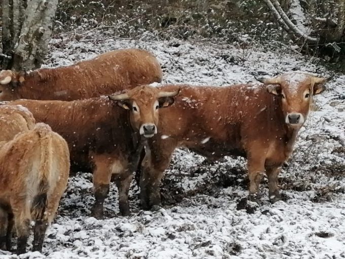 Aubrac sous la neige