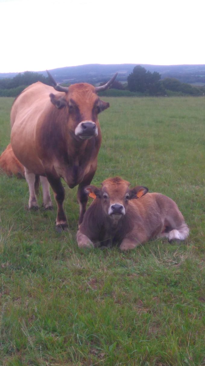 Aubrac 