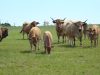 Troupeau d'Aubrac