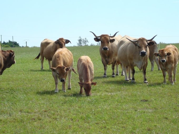 Troupeau d'Aubrac