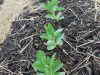 Au Pot'ager Du Pont Neuf - plantation sur butte