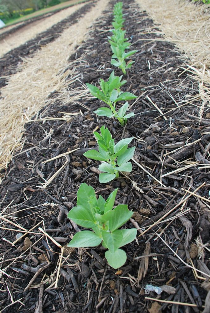 Au Pot'ager Du Pont Neuf - plantation sur butte