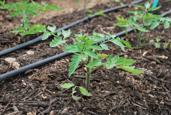 Au Pot'ager Du Pont Neuf - plants de tomates