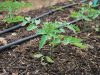 Au Pot'ager Du Pont Neuf - plants de tomates