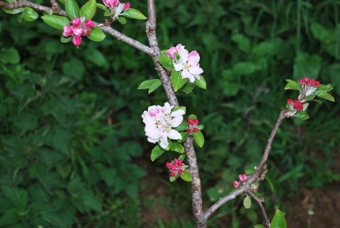 Au Pot'ager Du Pont Neuf - fleurs de pommiers