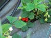 Au Pot'ager Du Pont Neuf - premières fraises