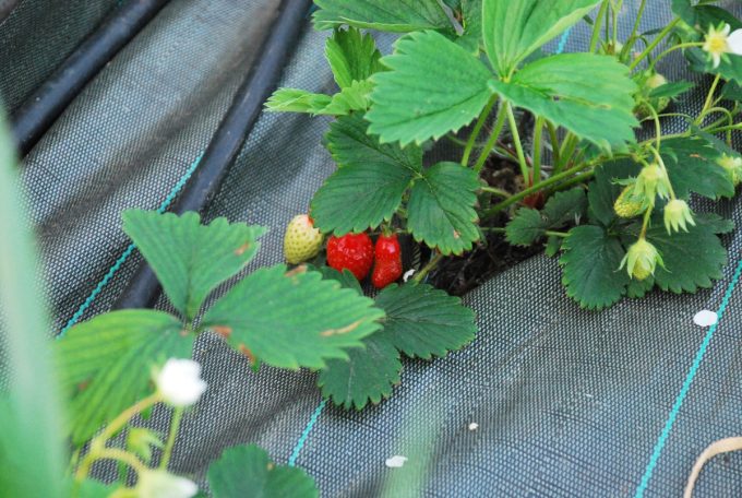 Au Pot'ager Du Pont Neuf - premières fraises