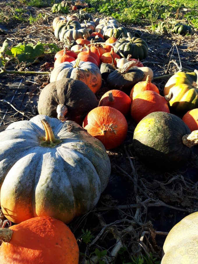 Courges