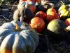 Courges