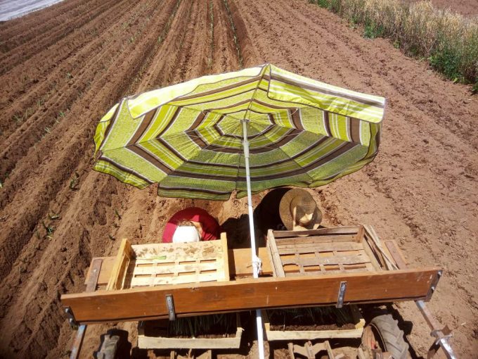 Légumes BIO