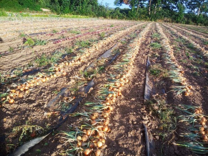 Légumes de plein champ