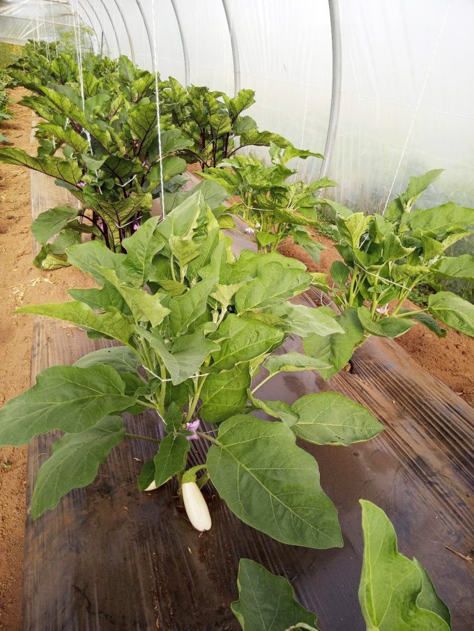 Légumes variés au détail ou panier