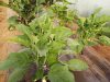 Légumes variés au détail ou panier