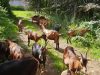 Chèvres en conduite sylvopastorale