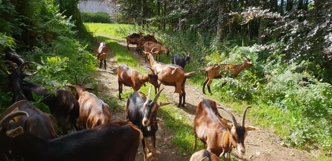 Chèvres en conduite sylvopastorale