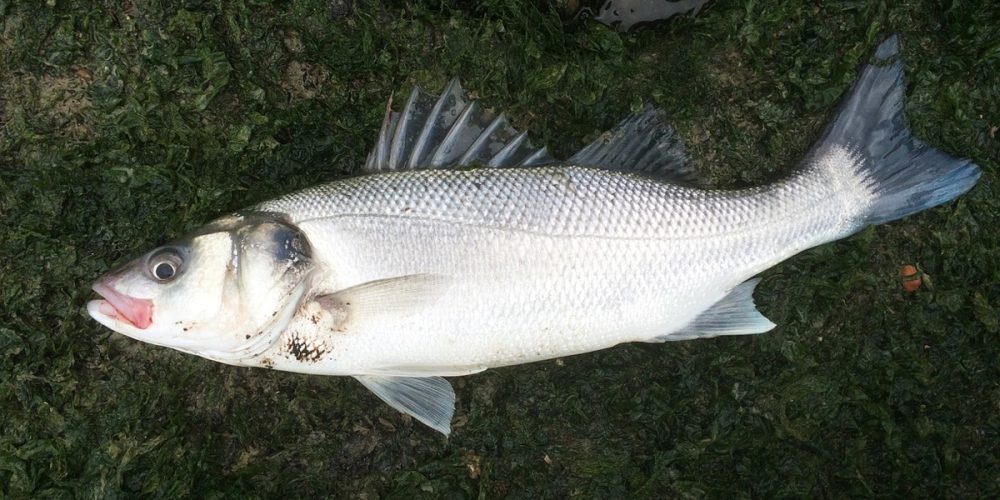 Quand pêcher et manger du bar ? Quelle est la bonne saison ?