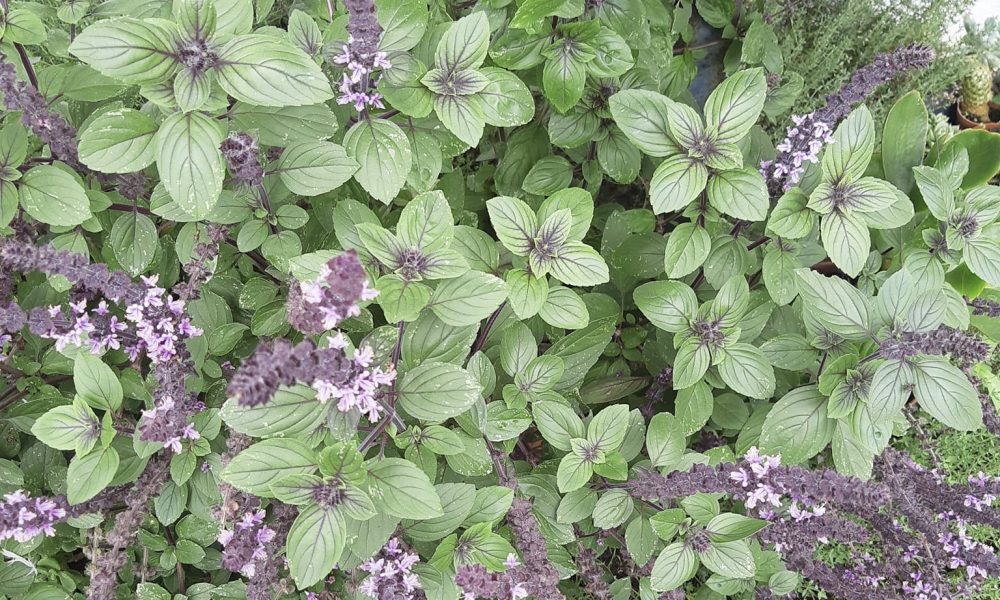 Basilic Perpétuel : Aromatique, Vivace et Esthétique
