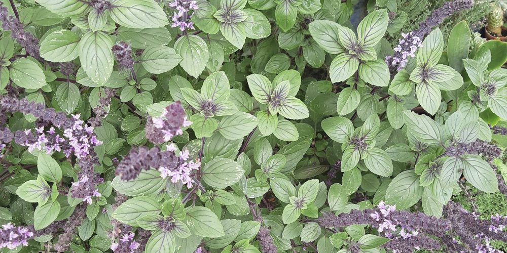 Basilic Perpétuel : Aromatique, Vivace et Esthétique