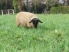 La Ferme de Coët - moutons 2