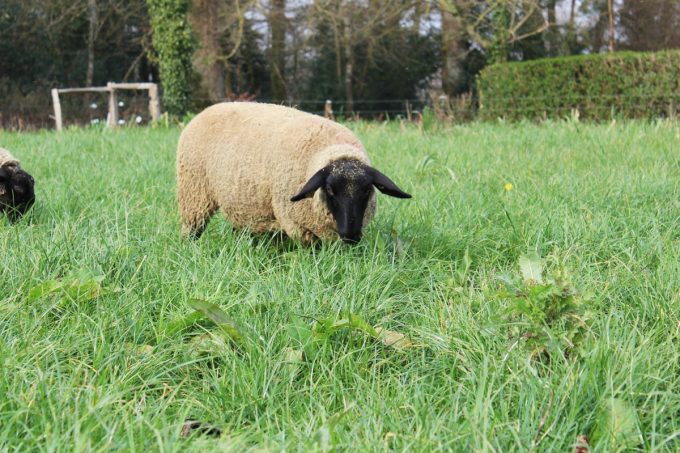 La Ferme de Coët - moutons 2