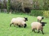 La Ferme de Coët - moutons