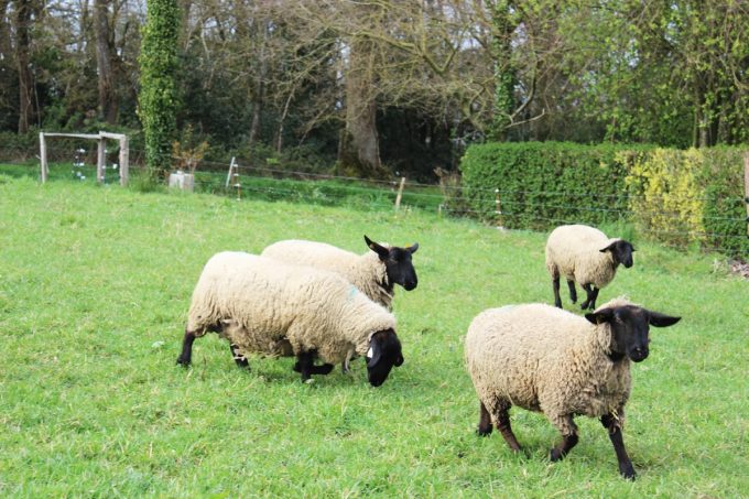 La Ferme de Coët - moutons