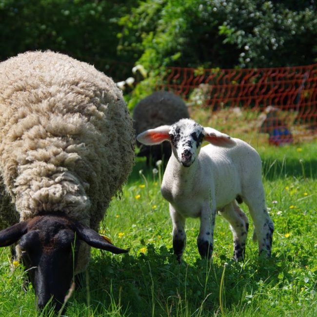 La Bergerie de Crozon