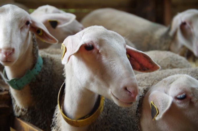 Les belles de la bergerie
