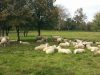 Les moutons profitent de l'herbe