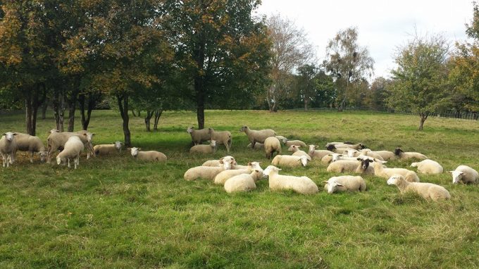 Les moutons profitent de l'herbe