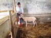 Adeline et une brebis fraichement tondue