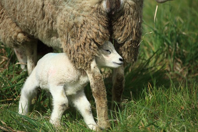 La Bergerie de Kervel - agneau