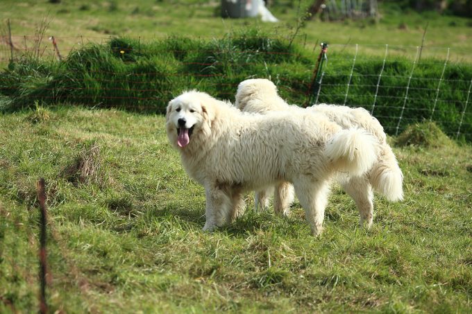 La Bergerie de Kervel - Patou