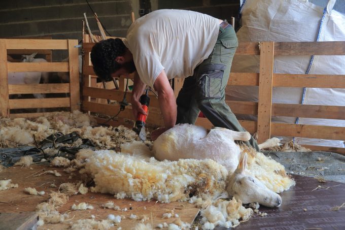 La Bergerie de Kervel - tonte