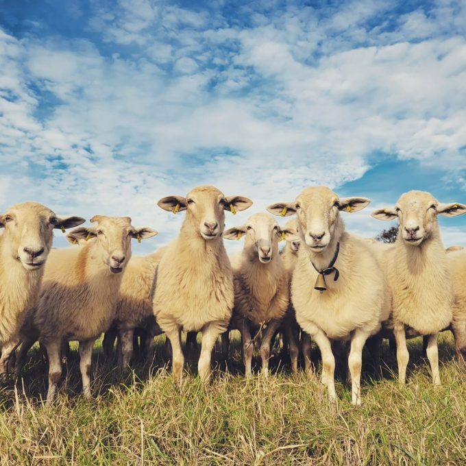 La Bergerie de Manue