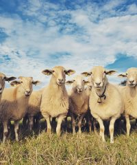 La Bergerie de Manue