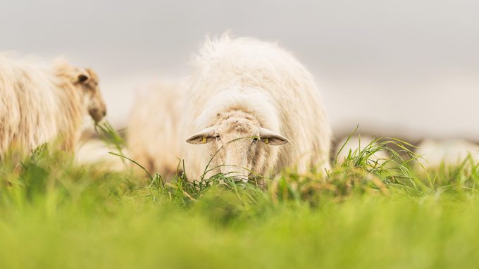 La Bergerie de Manue - nourrie à l'herbe
