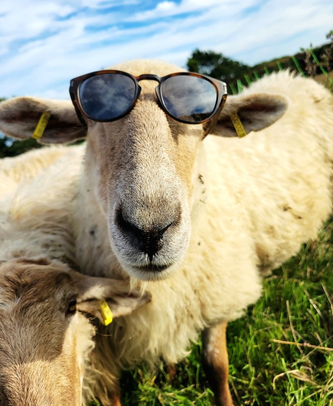 La Bergerie de Manue - au soleil