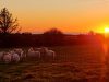 La Bergerie de Manue - coucher de soleil