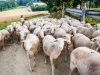 Ferme Penn Krec'h - Brebis à la bergerie