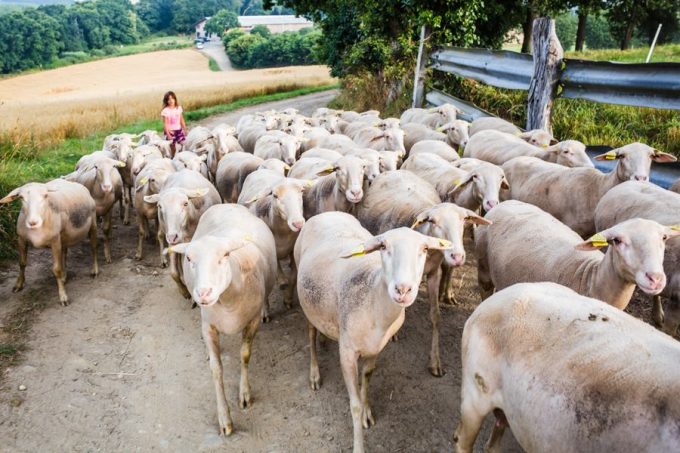 Ferme Penn Krec'h - Brebis à la bergerie