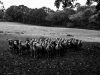 Bergerie de Pouldon - troupeau à l'herbe