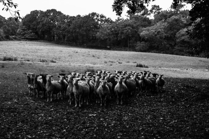 Bergerie de Pouldon - troupeau à l'herbe