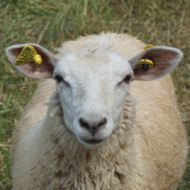 La Bergerie du Squiriou