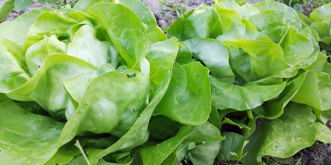 Les bienfaits de la salade verte : santé & astuces