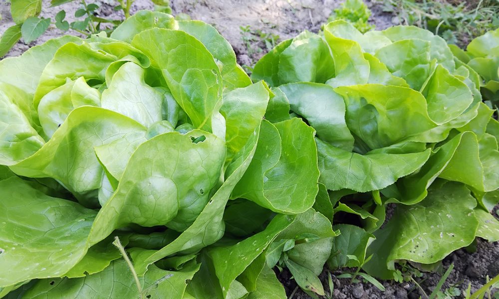 Les bienfaits de la salade verte : santé & astuces