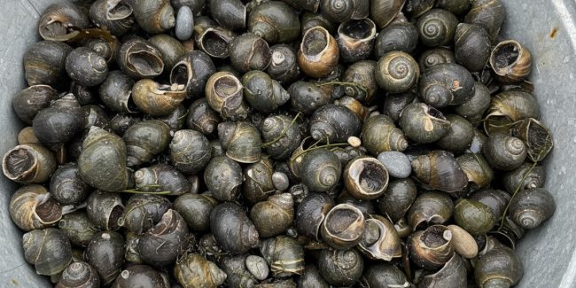 Bigorneau breton : pêche à pied, cuisson et bienfaits santé