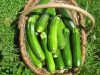 Courgettes